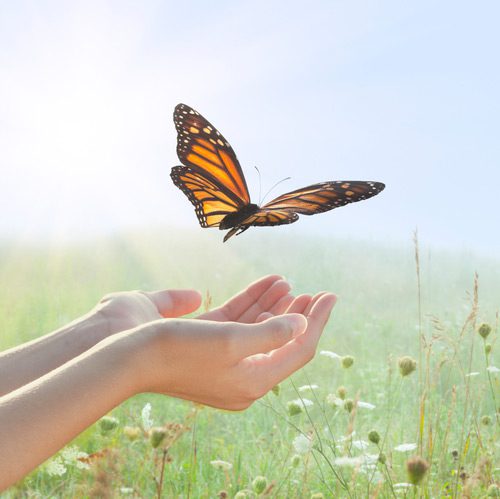 A butterfly flying over two hands in the grass.