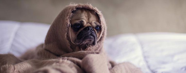 A pug dog wrapped in a blanket with its head down.